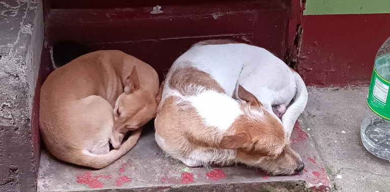 Filipino ‘Hachiko’? Dogs patiently wait for dead owner outside