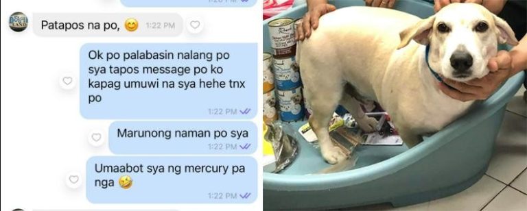 Aspin returns to owner’s home after getting groomed