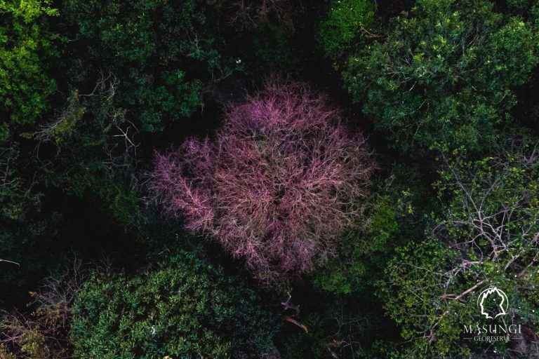 ‘PH cherry blossoms’ bloom in Masungi Georeserve