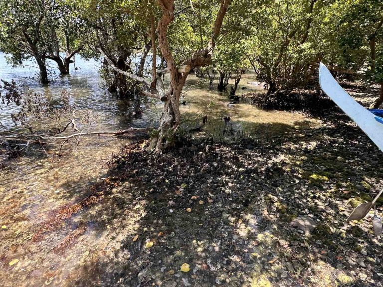 PCG: Oil stains detected in 5 mangrove areas in Pola, Oriental Mindoro