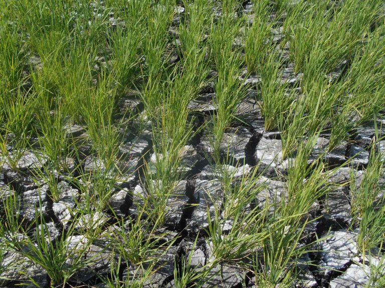 PH gov’t prepares for ‘worst-case’ El Niño