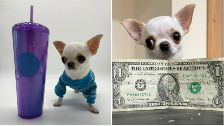 ‘Pocket-sized’ Chihuahua declared world’s shortest dog