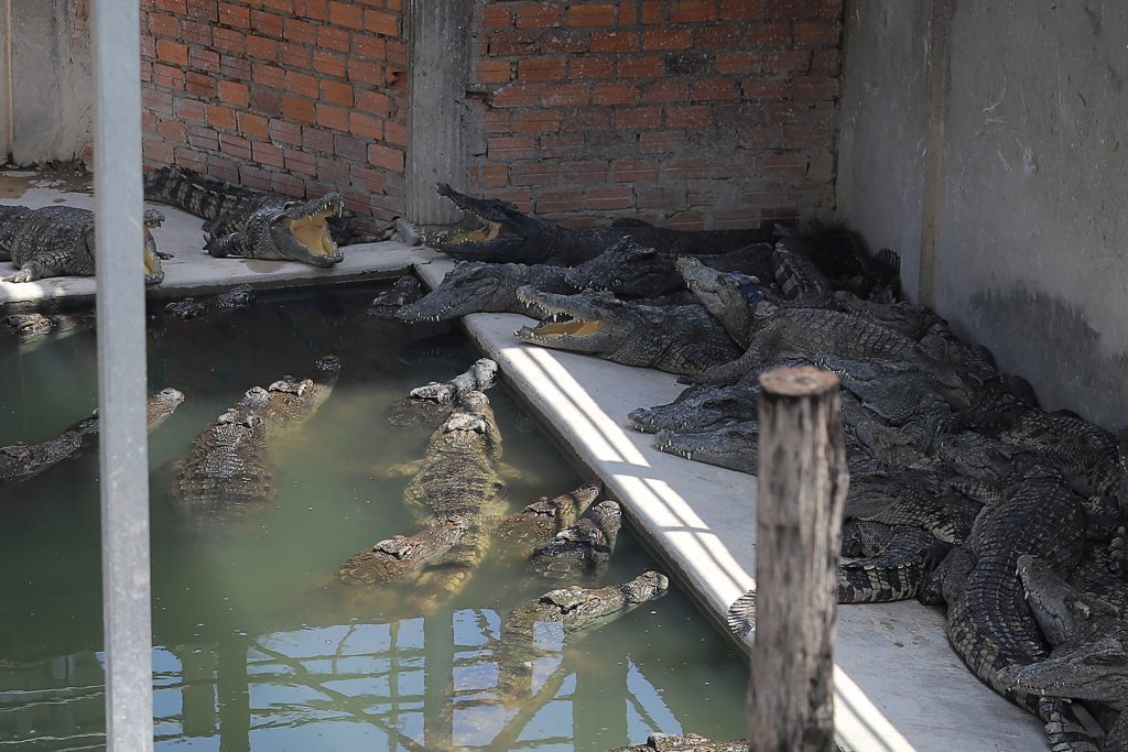 Cambodian killed by 40 crocodiles after falling in enclosure PTV News