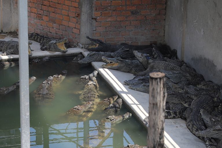 Cambodian killed by 40 crocodiles after falling in enclosure