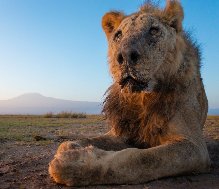 One of world’s oldest lions killed
