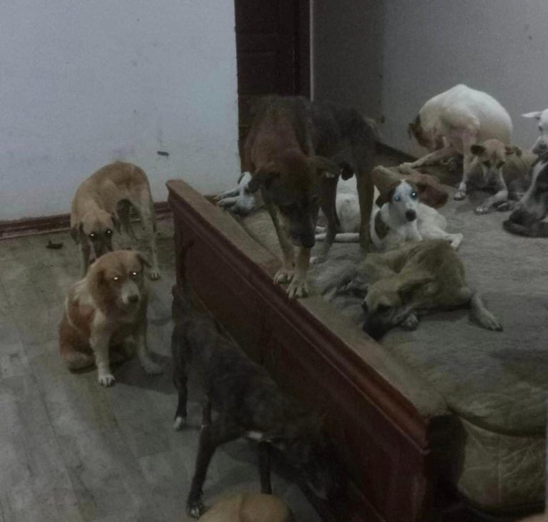 Over 100 dogs rescued after being abandoned in shelter