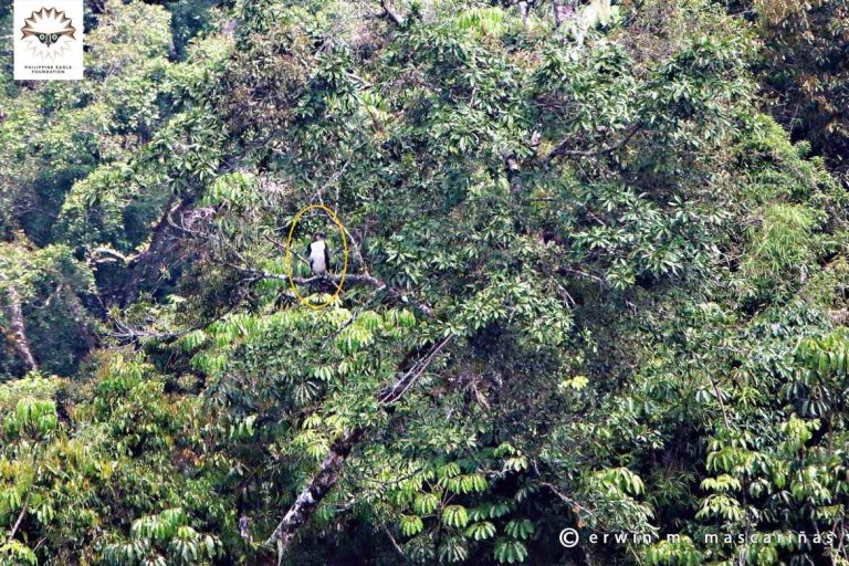 New sighting of an eaglet found in Bukidnon