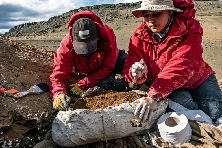 Remains of new species of duck-billed dinosaur found in Chile