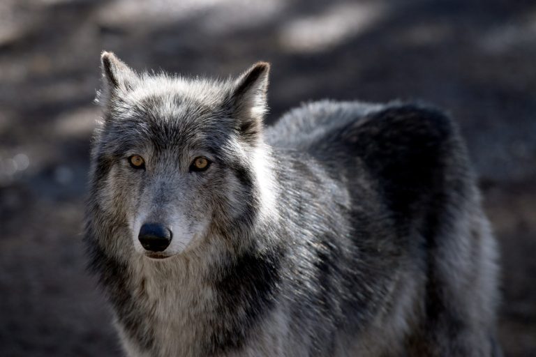 Like dogs, wolves recognize familiar human voices
