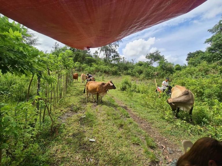 10K farm animals evacuated amid Mayon unrest