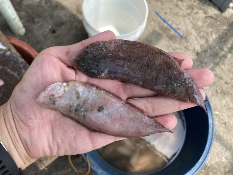 Flounder fish seen in Cavite waters