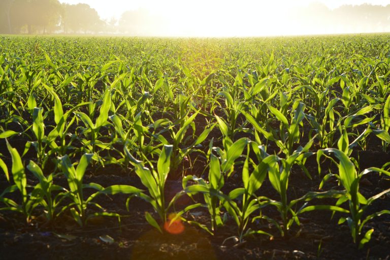 PBBM: Agriculture will always be a vital contributor to national economy