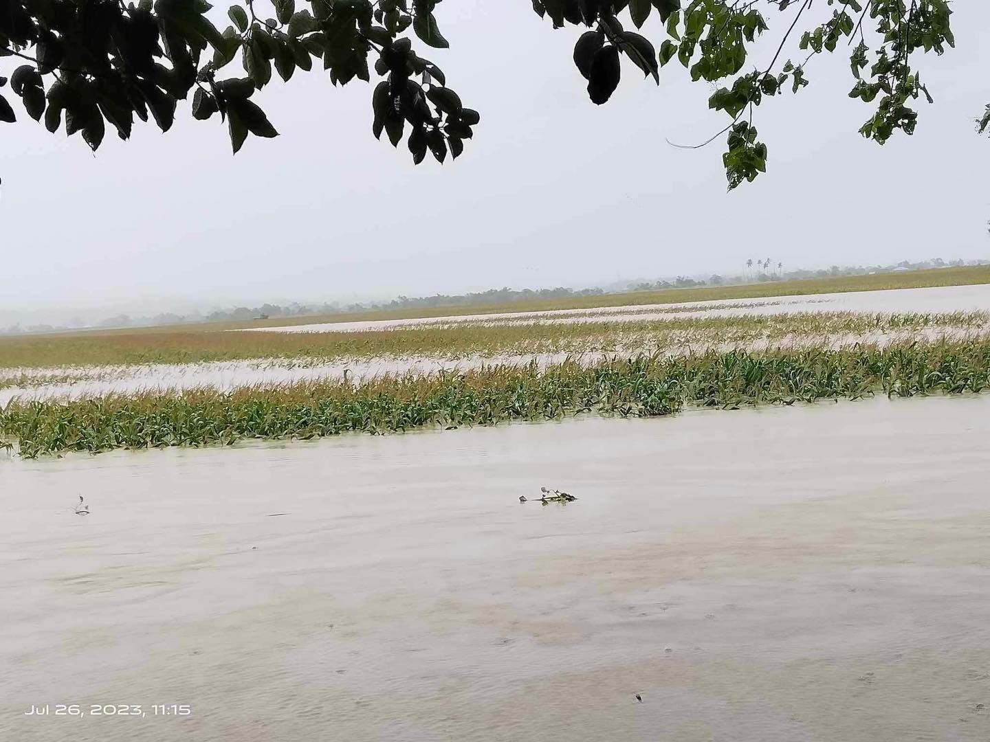 Agri Damages By ‘Egay’ Estimated At P53.1M - PTV News