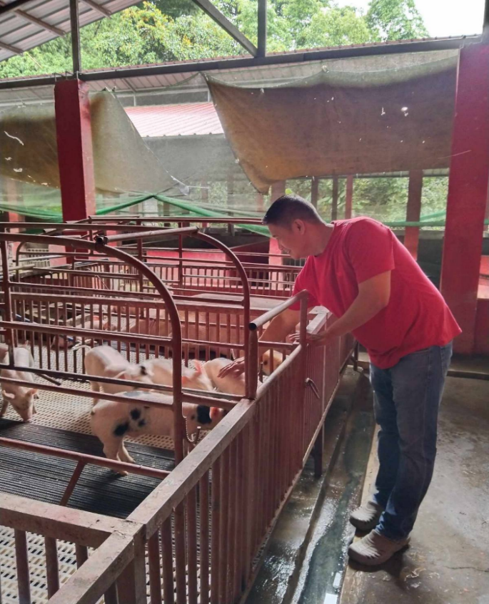 Landbank-financed Batangas hog farm boosts local pork production