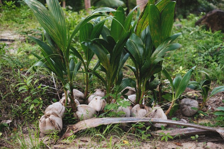 100M coconut seedlings project to start this August