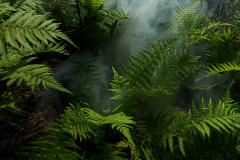 BI: Repatriated Filipinos forced to live in jungle by traffickers