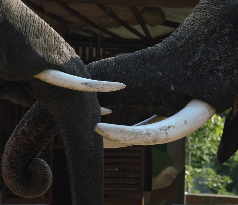 India’s oldest elephant dies at estimated age of 89