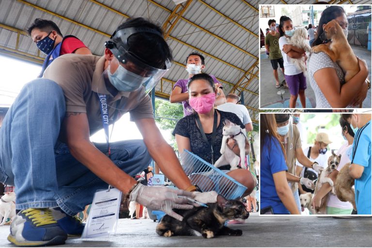 DOH: 259 rabies cases since January
