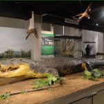 Picture shows Lolong, the largest crocodile in the world. (Photo courtesy of National Museum of Natural History)