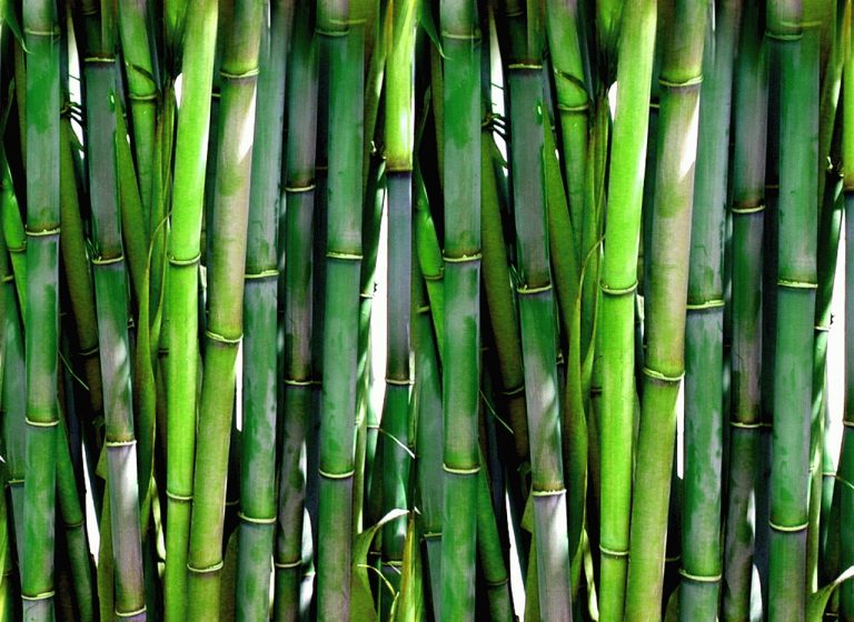 Bamboo festivals in the Philippines