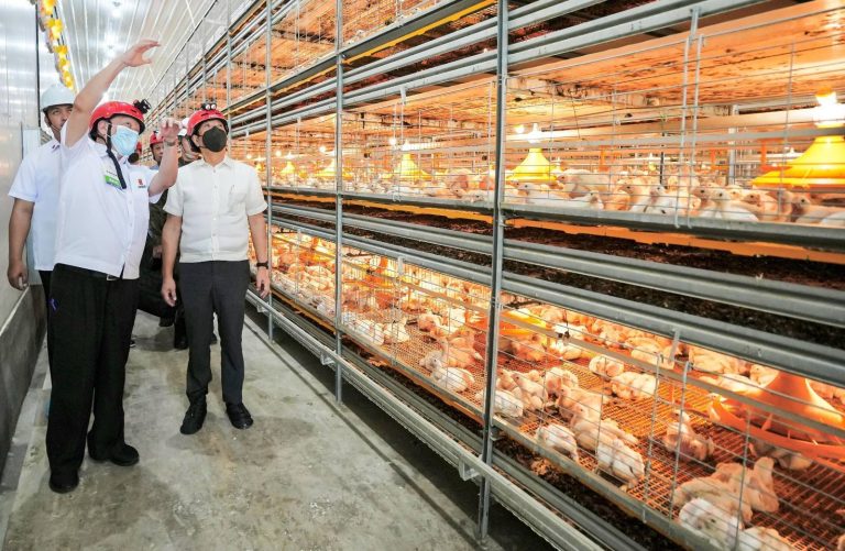 More industrialized agri facilities to ensure poultry supply during holidays, peak season – PBBM