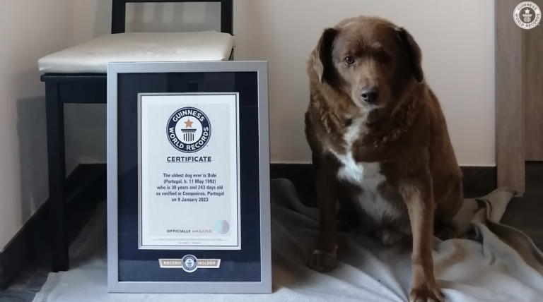 Bobi, known as the oldest dog in the world, dies aged 31