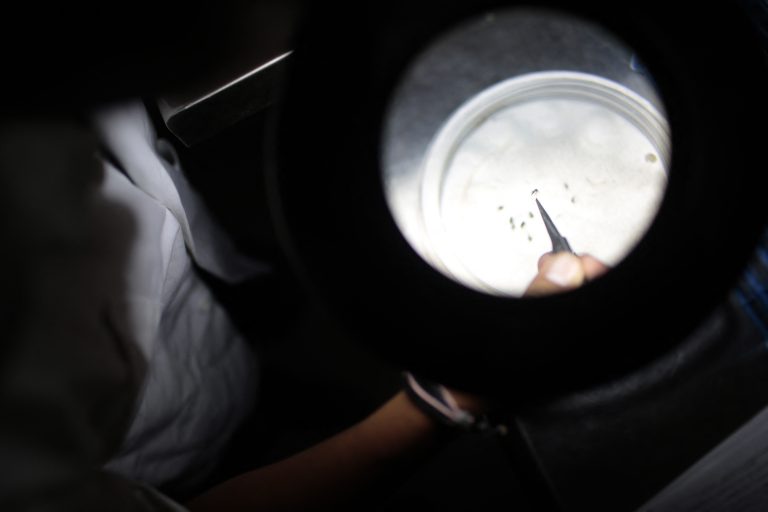 U.S. approves first vaccine against chikungunya virus