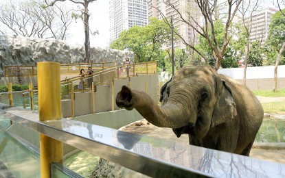 Maali, PH’s lone elephant, dies
