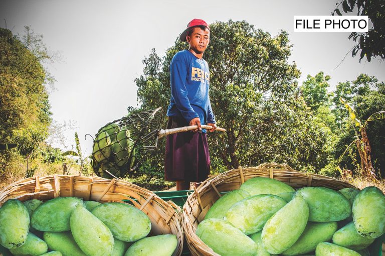 DA inviting US experts to help curb mango fly infestation