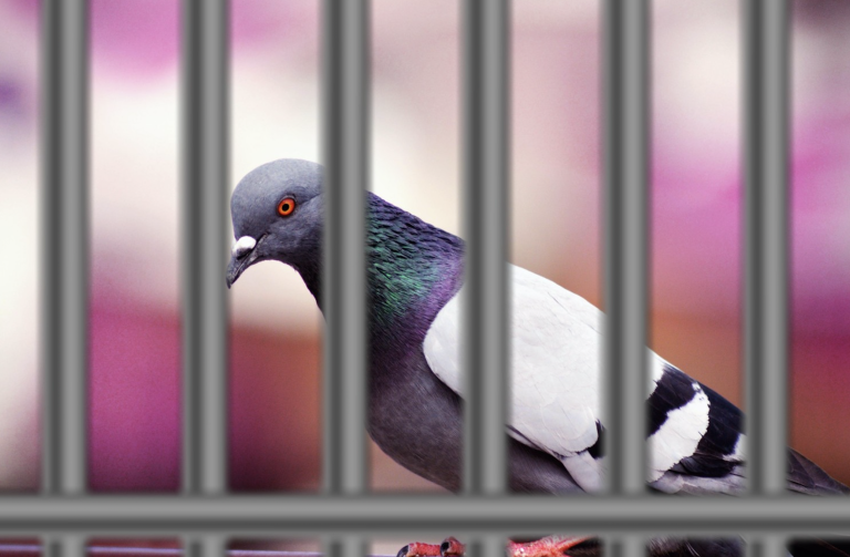 Jailbird: India releases pigeon accused of spying for China