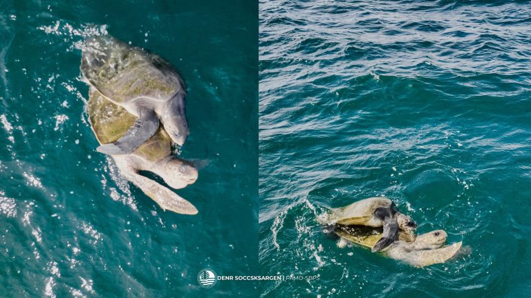 Rare mating behavior of sea turtles in Sarangani Bay recorded