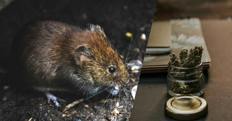 Rats in US police headquarters ‘high’ from eating seized marijuana