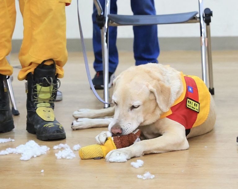 Taiwan’s search dogs win hearts in search for quake victims