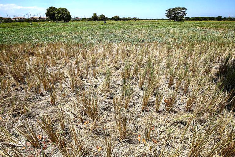 NFA gears up for purchase, drying of palay on wet harvest season