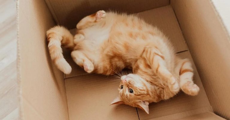 Amazon Purr-rime: Cat accidentally shipped to online retailer