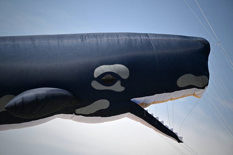 whale kite