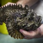 AUSTRALIA-ANIMAL-HEALTH-JELLYFISH