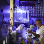 AUSTRALIA-ANIMAL-HEALTH-JELLYFISH