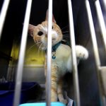paws cats for adoption