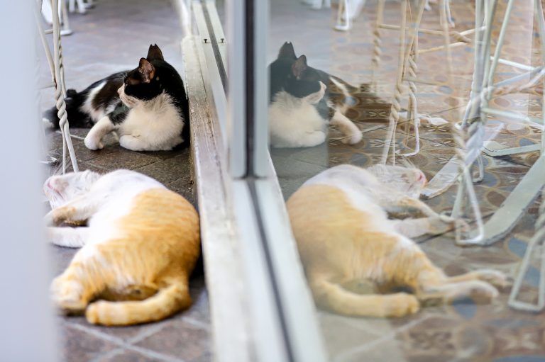 Bill strengthening Animal Welfare Act starts rolling in Senate