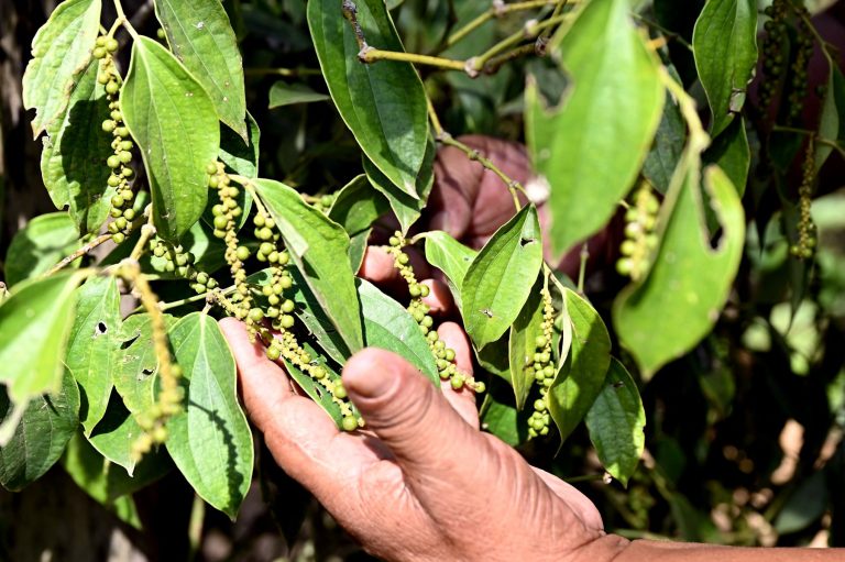 Cambodia’s famed Kampot pepper withers in scorching heatwave