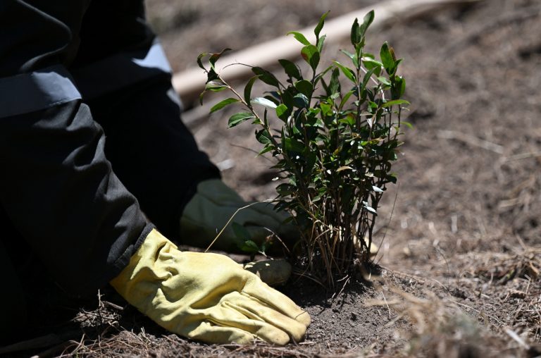 ‘Sowing peace’? Colombia program for war criminals stokes debate