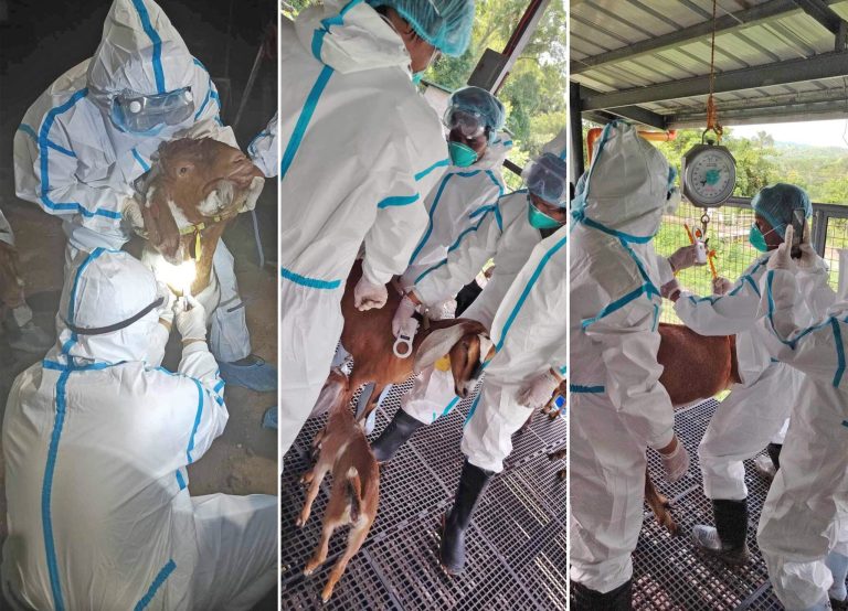 DA-BAI confirms PH’s 1st Q fever cases in imported goats from US