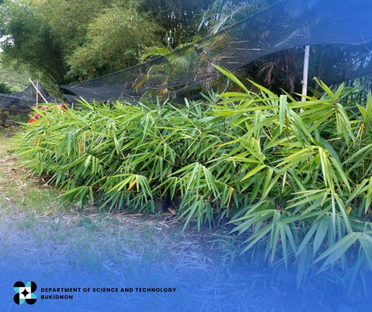 DOST-10, LGUs eye Guinness world record on bamboo planting
