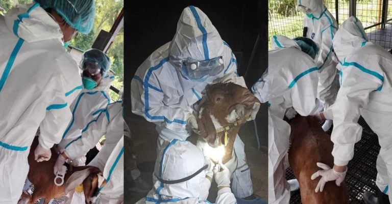 DA finishes probe on Q fever-affected imported goats