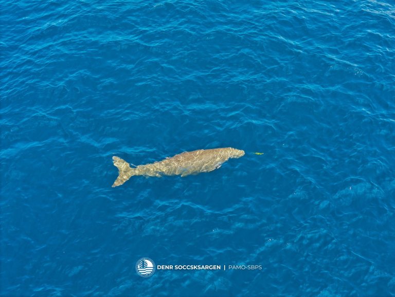 First dugong sighting in Sarangani recorded