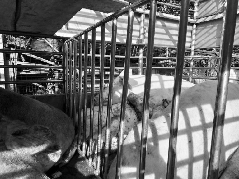 DA: All systems go for 1st PH gov’t-controlled ASF vaccination