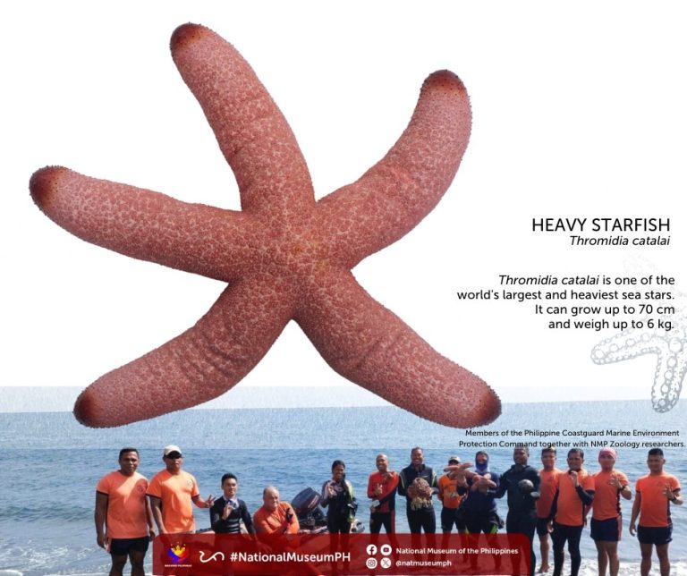 Researchers collect ‘real-life Patrick Star’ specimen in Davao del Norte