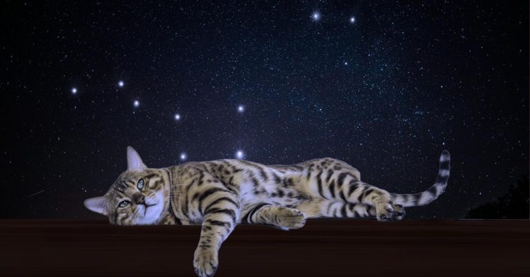 International Cat Day Global Sleep Under The Stars Night