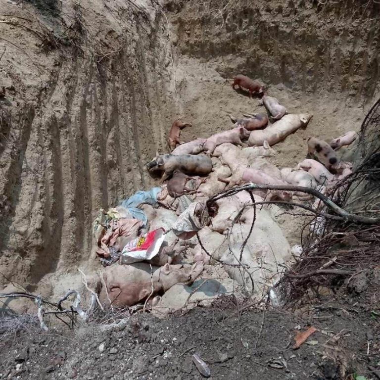 ASF hits 8 Batangas towns